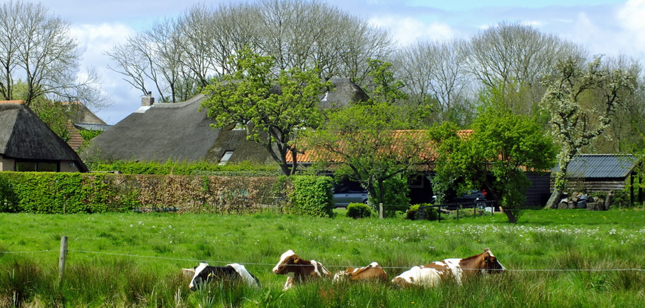 Wiedenlandschap met koeien aan de Leeuwte bij Sint Jansklooster
